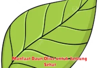 Manfaat Daun Olive untuk Jantung Sehat