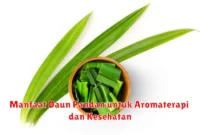 Manfaat Daun Pandan untuk Aromaterapi dan Kesehatan