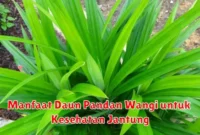 Manfaat Daun Pandan Wangi untuk Kesehatan Jantung
