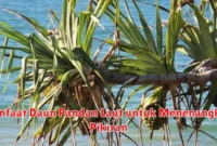 Manfaat Daun Pandan Laut untuk Menenangkan Pikiran