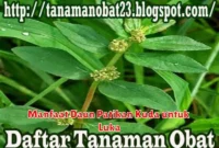 Manfaat Daun Patikan Kuda untuk Luka