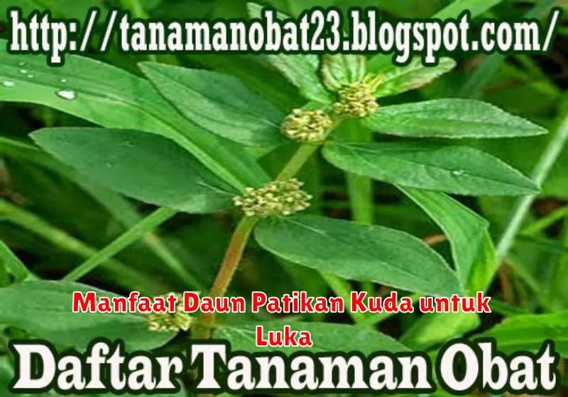 Manfaat Daun Patikan Kuda untuk Luka