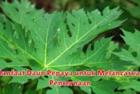 Manfaat Daun Pepaya untuk Melancarkan Pencernaan