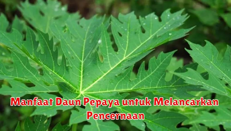 Manfaat Daun Pepaya untuk Melancarkan Pencernaan