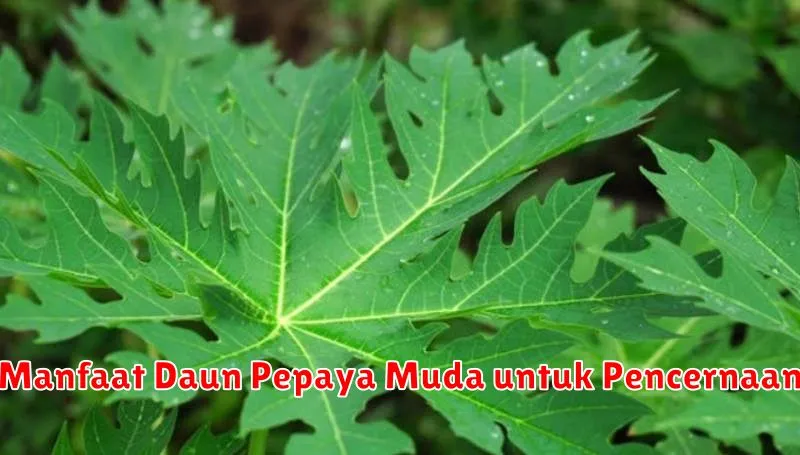 Manfaat Daun Pepaya Muda untuk Pencernaan