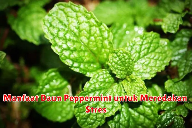 Manfaat Daun Peppermint untuk Meredakan Stres