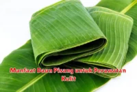 Manfaat Daun Pisang untuk Perawatan Kulit