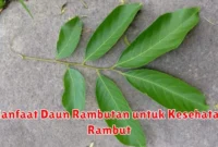Manfaat Daun Rambutan untuk Kesehatan Rambut