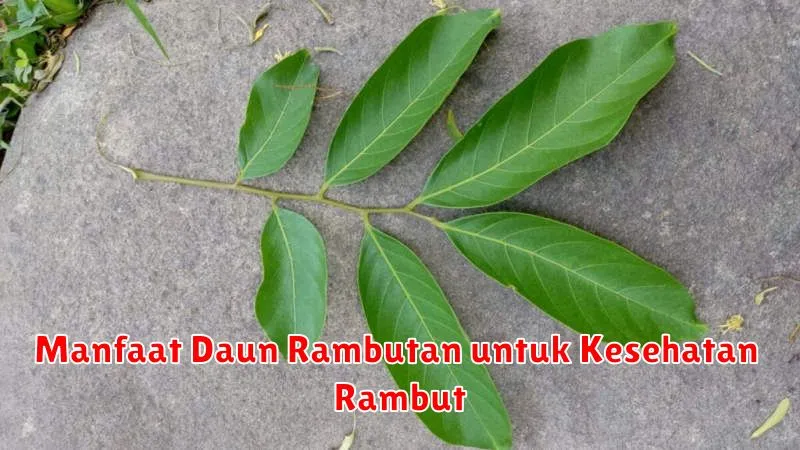 Manfaat Daun Rambutan untuk Kesehatan Rambut