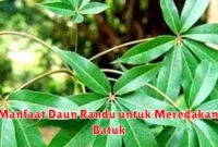 Manfaat Daun Randu untuk Meredakan Batuk