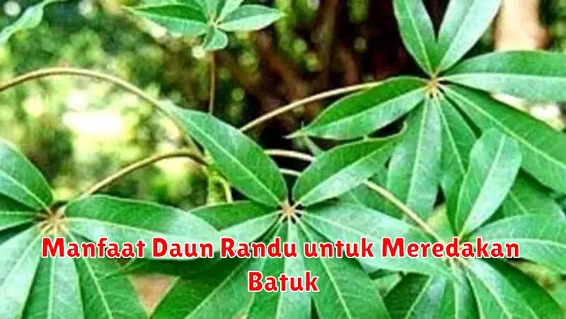 Manfaat Daun Randu untuk Meredakan Batuk
