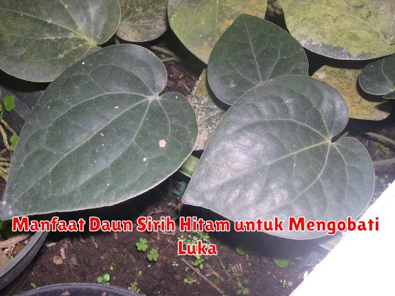 Manfaat Daun Sirih Hitam untuk Mengobati Luka