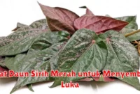 Manfaat Daun Sirih Merah untuk Menyembuhkan Luka
