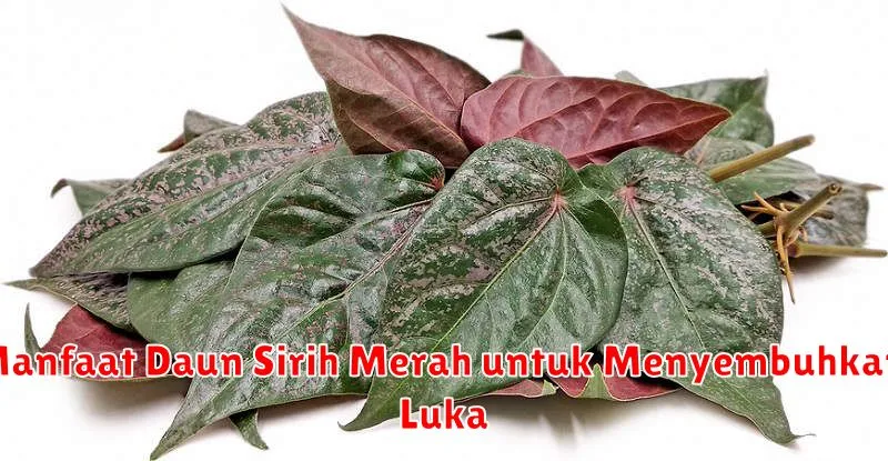 Manfaat Daun Sirih Merah untuk Menyembuhkan Luka