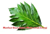 Manfaat Daun Sukun Muda untuk Energi