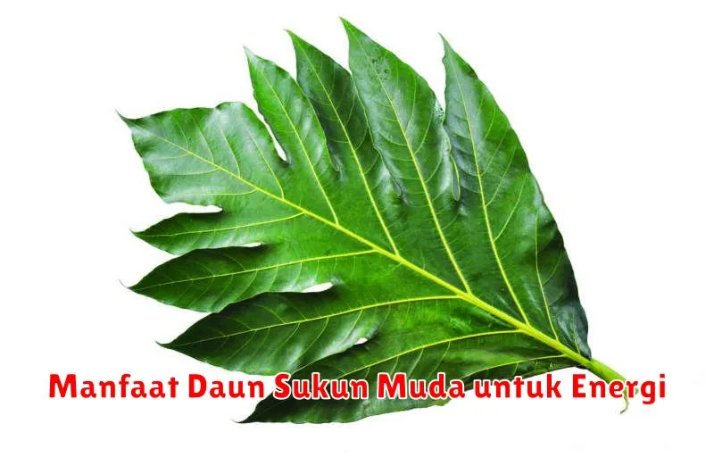 Manfaat Daun Sukun Muda untuk Energi