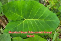 Manfaat Daun Talas untuk Energi Tubuh