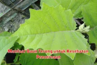 Manfaat Daun Terong untuk Kesehatan Pencernaan