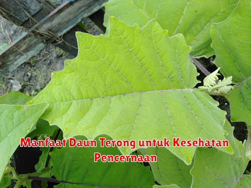 Manfaat Daun Terong untuk Kesehatan Pencernaan