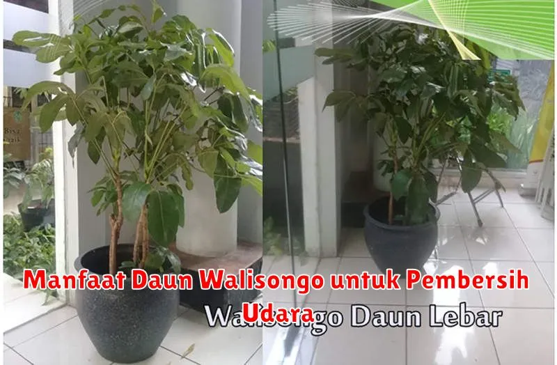 Manfaat Daun Walisongo untuk Pembersih Udara