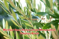 Manfaat Daun Zaitun untuk Menurunkan Tekanan Darah
