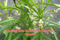 Manfaat Daun Zodia untuk Mengusir Nyamuk