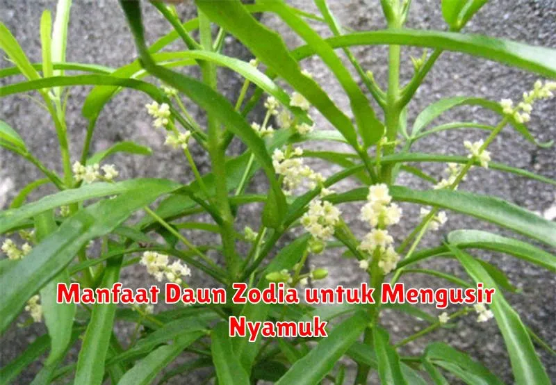 Manfaat Daun Zodia untuk Mengusir Nyamuk