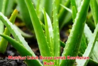 Manfaat Lidah Buaya untuk Kesehatan Kulit