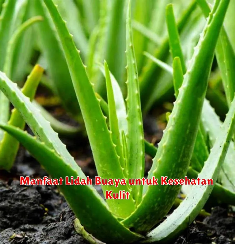 Manfaat Lidah Buaya untuk Kesehatan Kulit
