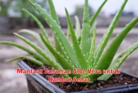 Manfaat Tanaman Aloe Vera untuk Rambut Sehat