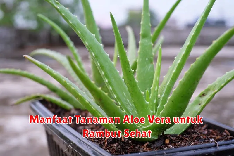 Manfaat Tanaman Aloe Vera untuk Rambut Sehat