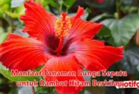 Manfaat Tanaman Bunga Sepatu untuk Rambut Hitam Berkilau