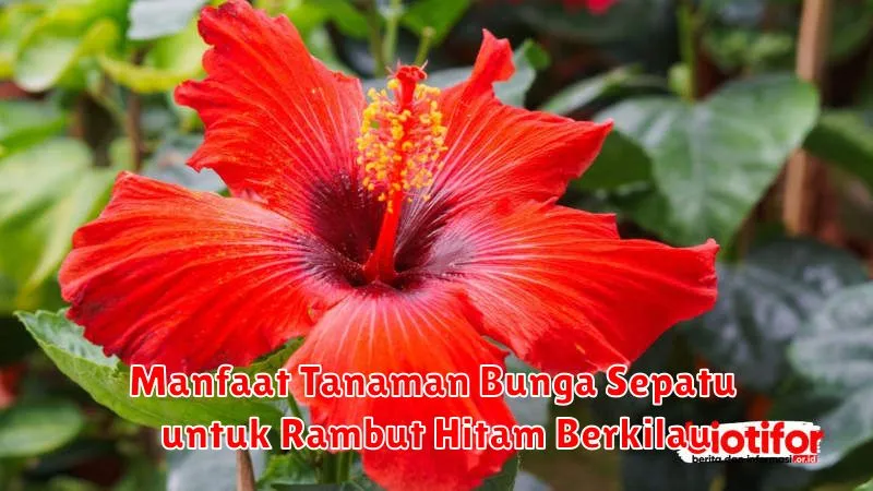Manfaat Tanaman Bunga Sepatu untuk Rambut Hitam Berkilau