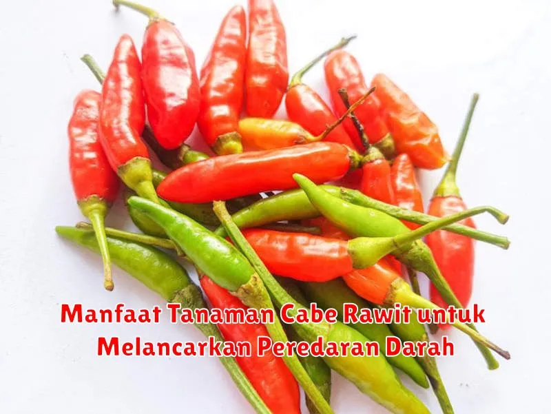Manfaat Tanaman Cabe Rawit untuk Melancarkan Peredaran Darah