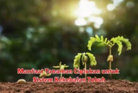 Manfaat Tanaman Ciplukan untuk Sistem Kekebalan Tubuh