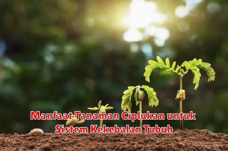 Manfaat Tanaman Ciplukan untuk Sistem Kekebalan Tubuh