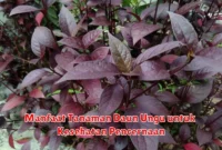 Manfaat Tanaman Daun Ungu untuk Kesehatan Pencernaan