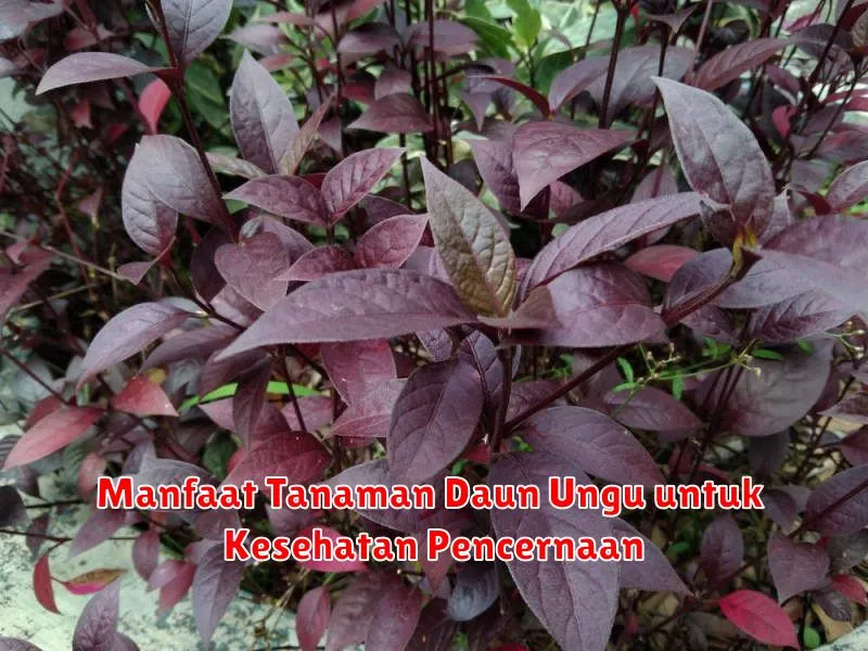 Manfaat Tanaman Daun Ungu untuk Kesehatan Pencernaan
