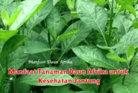 Manfaat Tanaman Daun Afrika untuk Kesehatan Jantung