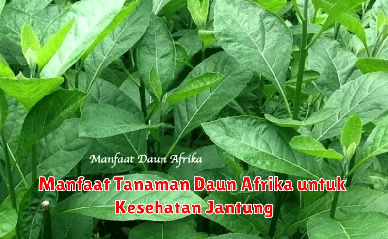 Manfaat Tanaman Daun Afrika untuk Kesehatan Jantung