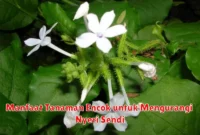 Manfaat Tanaman Encok untuk Mengurangi Nyeri Sendi