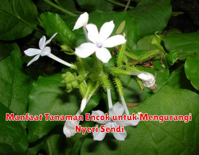 Manfaat Tanaman Encok untuk Mengurangi Nyeri Sendi