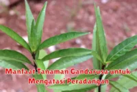 Manfaat Tanaman Gandarusa untuk Mengatasi Peradangan