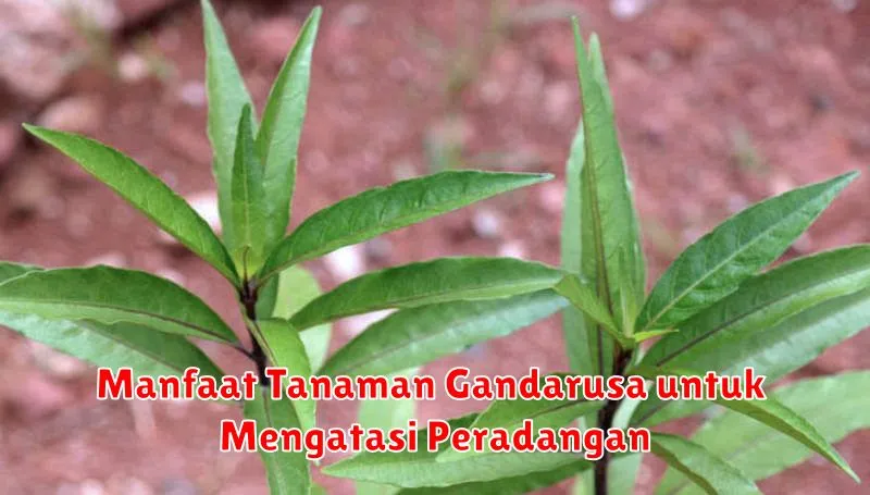 Manfaat Tanaman Gandarusa untuk Mengatasi Peradangan