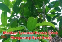 Manfaat Tanaman Hantap untuk Mengurangi Nyeri Sendi