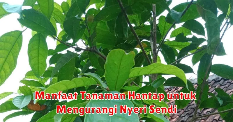 Manfaat Tanaman Hantap untuk Mengurangi Nyeri Sendi