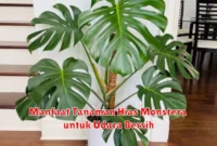 Manfaat Tanaman Hias Monstera untuk Udara Bersih