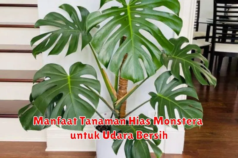 Manfaat Tanaman Hias Monstera untuk Udara Bersih