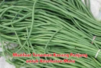 Manfaat Tanaman Kacang Panjang untuk Kesehatan Mata