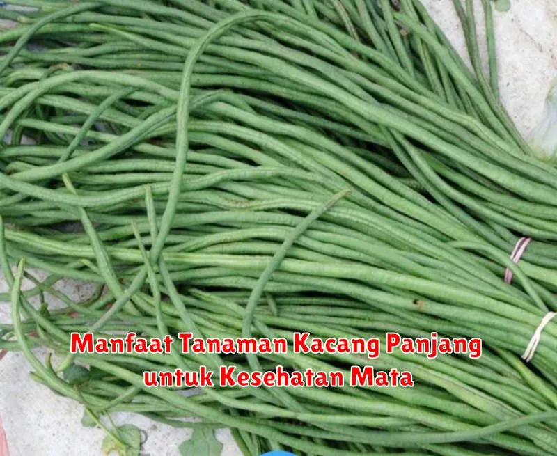 Manfaat Tanaman Kacang Panjang untuk Kesehatan Mata